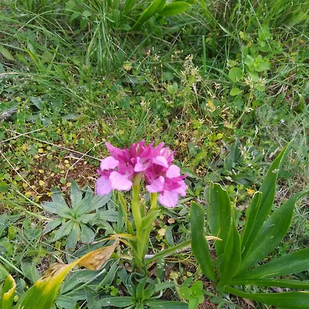 House With Garden In Marinha Da Mendiga